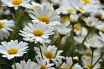 daisies, flower meadow, flower wallpaper, bloom, summer, meadow marguerite, flower, beautiful flowers, garden, flower background, blossoms, petals, spring, plant, flora, white, nature