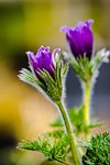 flower, flower stalk, flower branch, bud, beautiful flowers, spring, nature, purple, flower wallpaper, botany, bloom, blossom, flower background, macro