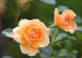 Beautiful orange roses in full bloom with delicate petals in a lush green garden.